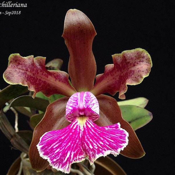 Cattleya schilleriana × sib (3.5” Pot)