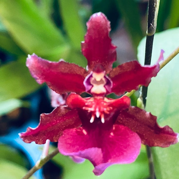 Fragrant - Oncidium Sharry Baby ‘Red Fantasy’ 2 new growths (3.5” Pot)
