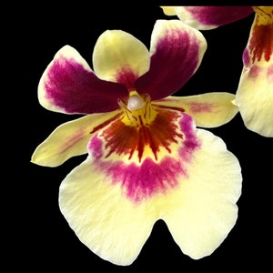 Fragrant - Miltoniopsis Banana Fandango ‘Faded Memories’ (3.5” pot)