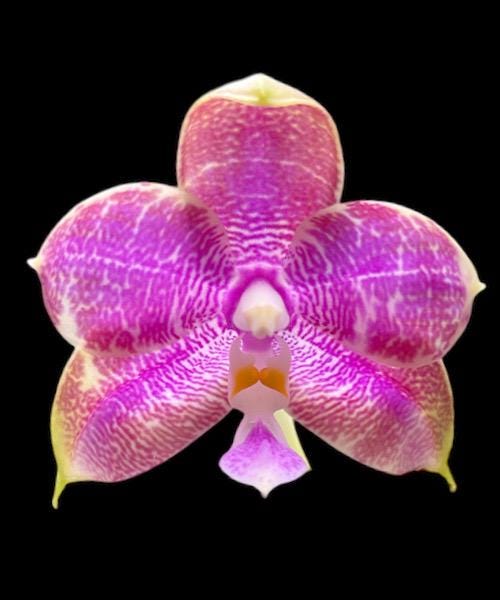 Fragrant Phalaenopsis Miki Sabina '742'' (3