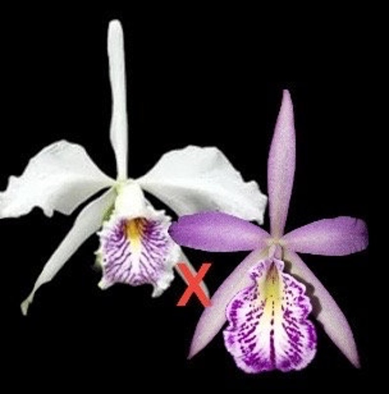 Cattleya maxima var semi alba x Bc Tetradip 'Junko Blooming Size 2 Pot image 3