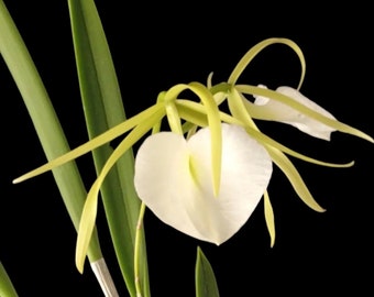 In Buds Brassavola nodosa 2N x . sib (2.5" pot)