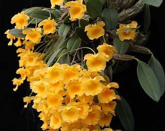 Fragrant - Dendrobium jenkinsii (3.5” pot)