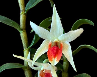 Dendrobium Dawn Maree x Den. Peng Seng (3.5” Pot)