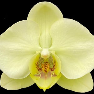 May include: A close-up of a pale yellow orchid flower against a black background. The orchid has large, delicate petals with a smooth texture. The center of the flower features intricate patterns in shades of yellow, red, and brown.