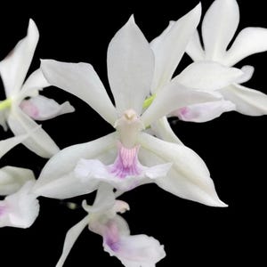 Variegated Zygonisia Cynosure 'Dove of Peace' (2" pot)