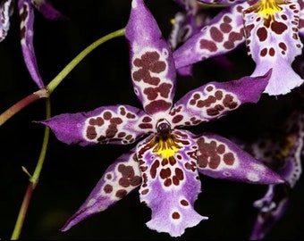 Beallara Diana Dunn ‘Newberry’ Blooming Size (3.5” Pot)