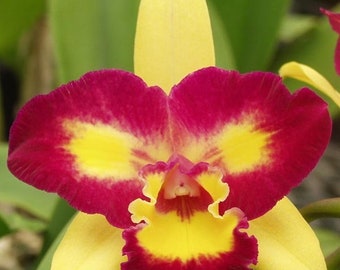 Cattleya Rlc. Shin Shiang Diamond '#1' (Kat E-Sun x Tzeng-Wen Beauty) Bloomng Size (2” Pot)