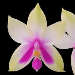 Fragrant Phalaenopsis bellina &#39;Fire&#39; × sib (2.5&quot; pot)