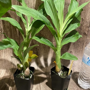 May include: Two potted plants with long, green leaves and thick stems. The plants are in small, square black pots. A water bottle is partially visible in the background. The plants appear to be orchids.