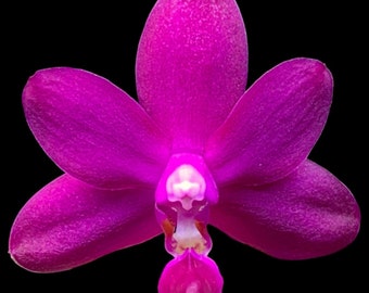 In Spike! Phal. Violacea Indigo 'jia Ho Blue Moon' - Award
