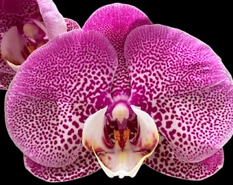 In Spikes Phalaenopsis Jillion (4.5” Pot)