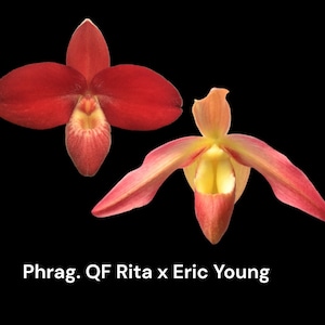 Phrag. QF Kealohaikea (QF Rita × Eric young) (4.5" pot)