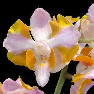 Doritis pulcherrima v. champorensis ‘Pink’ ( Phalaenopsis) Seedling (2&quot; pot)