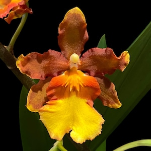 May include: Close-up of an orchid flower with a striking color palette. The petals transition from a vibrant yellow at the base to a rich orange and deep brown at the edges. The flower's center features a delicate, creamy white structure.