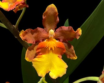 Double Spikes Oncostele Catatante 'Orange Kiss' (3.5” pot)