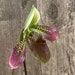 see more listings in the PAPHIOPEDILUM section
