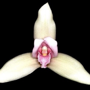 Lycaste cruenta x virginalis 3.5 pot image 1