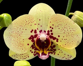 In Spikes Phalaenopsis I-Hsin Picachu (4.5" pot)