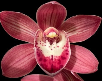 Cymbidium Nut 'Red Beauty' x Cymbidium Cumberland Blues ‘Purple Haze’ (Warm Tolerant, 5" pot)