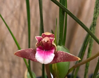 Maxillaria sanguinea ‘Willie’ (3.5” Pot)