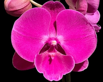 In Spike Phalaenopsis Miki Chilli Large Flowers (4.5" pot)