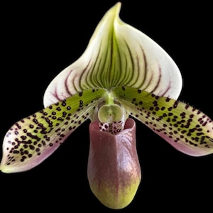 IN SPIKE - Paphiopedilum Quintal Jewel (Paph. Voodoo Jewel x Wiilliam Lewis) (2" pot)