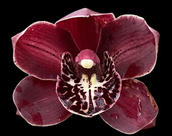 Cymbidium Black Cloud (5" pot)