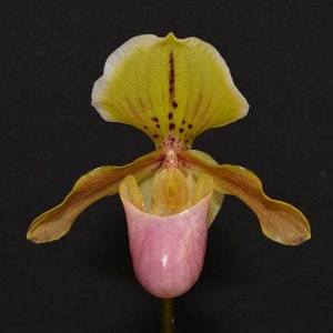 Paph. Wössner Ministar (henryanum × helenae) (Multi-Growths, 2” pot)