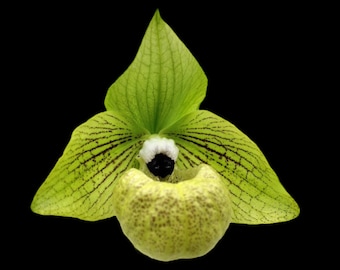 Paphiopedilum mallpoense x sib (2" pot)