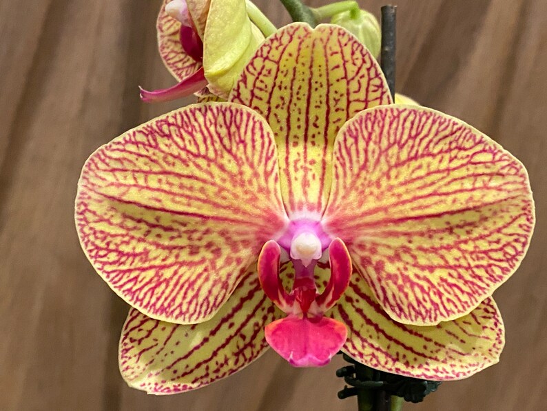 Phalaenopsis Large KV Beauty in Spikes 4.5 Pot Etsy