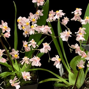 May include: Two potted orchid plants featuring numerous small, pale pink flowers with bright yellow centers. The plants have long, slender green leaves and are supported by thin, dark brown stakes secured with small, dark-colored plastic clips.