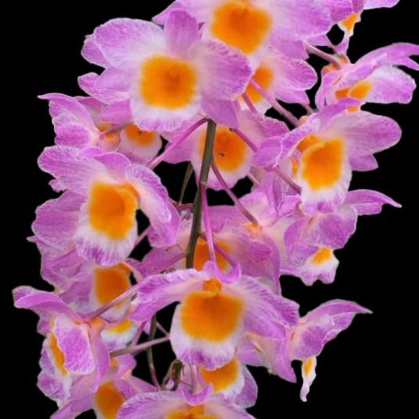 Dendrobium farmeri x sib (pink) (3.5” pot)