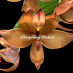 May include: Close-up of a brown orchid flower with a dark background. The flower has a prominent central petal with red markings and is surrounded by several petals in shades of brown and tan. The text "Everything Orchids" is written in white.