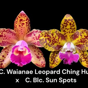 Rlc. Waianae Leopard ‘Ching Hua’ x Blc. Sun Spots 'Waiomao's Golden Leopard® Blooming Size (2” pot)