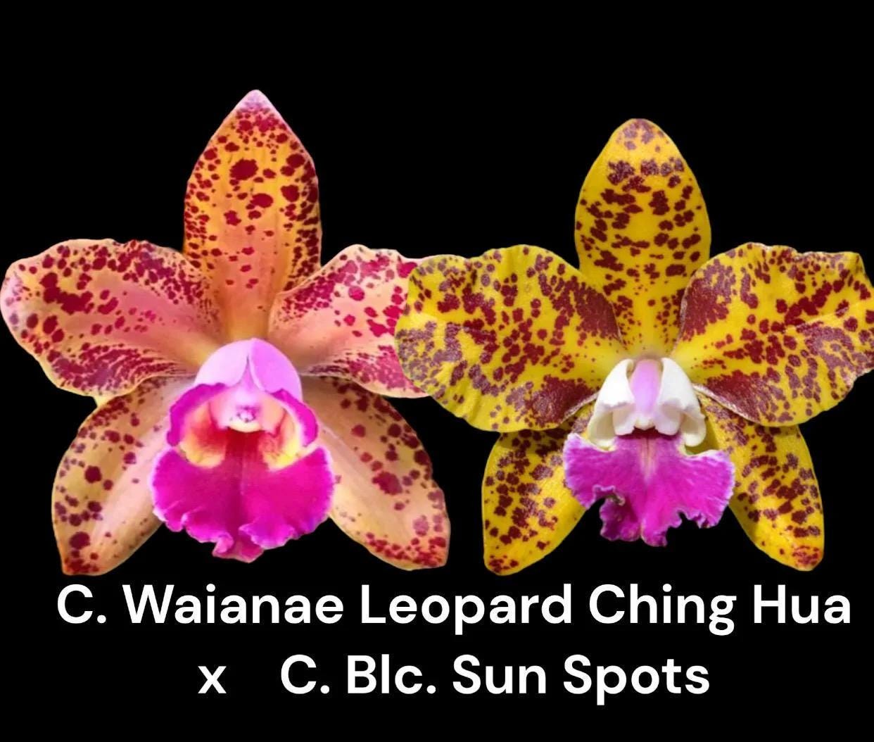 Rlc. Waianae Leopard 'ching Hua' X Blc. Sun Spots 'waiomao's