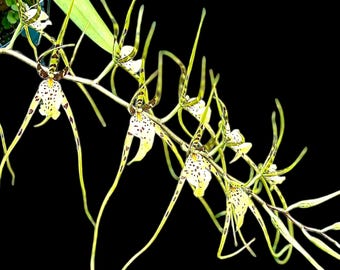 Brassia Rex ‘M’ (3.5" pot)