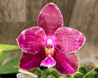 In Spikes Fragrant Phalaenopsis Aillao Princess Gerb (2.5” Pot)