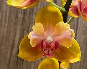 Double Spikes Phalaenopsis Fuller's Gold Stripes 'Peloric' Very Large Plants (4.5" pot)