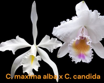 C. maxiina alba 'Kathleen' x C. candida 'Tsubota Splash'  (3.5” pot)