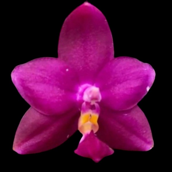 Fragrant - Phalaenopsis violacea indigo ‘Red’ x sib (3” pot)