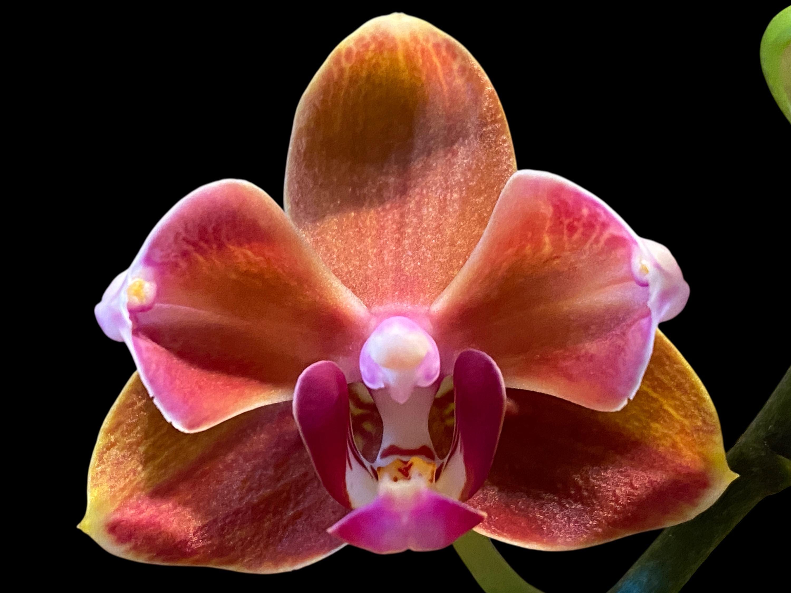 Phalaenopsis Orchids Peloric - Etsy