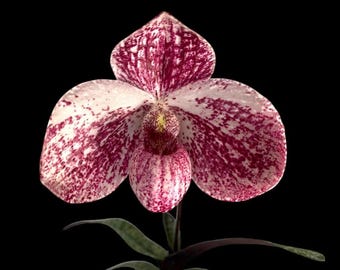 In Spike - Paphiopedilum QF akala lelo (delenatii dunkel x leucochilum) (2" pot)