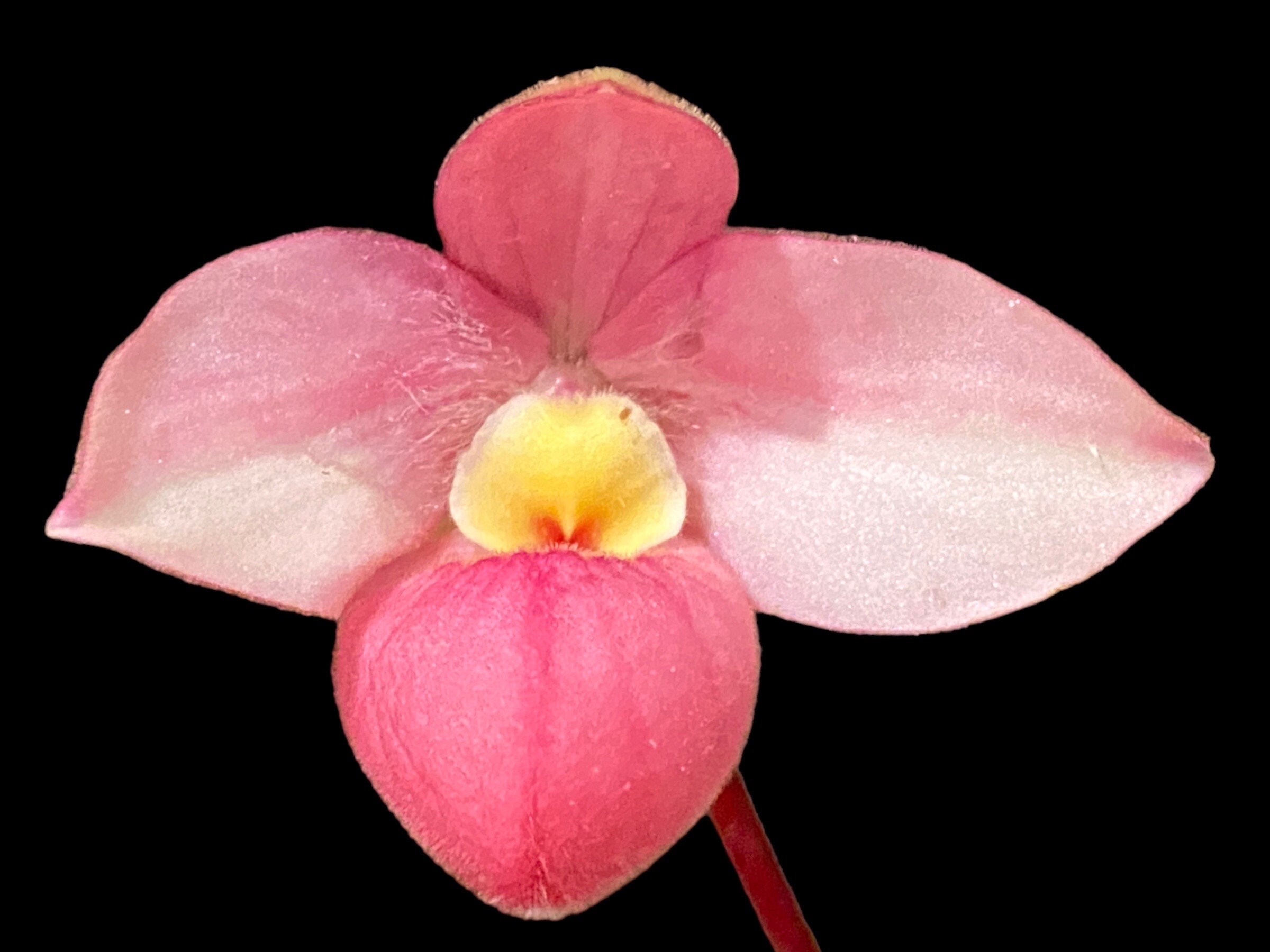 Phrag. QF Maka'ala (Seymour Tower x fischeri) (3.5" pot)