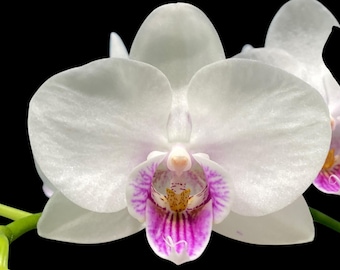 In Spike Phalaenopsis Younghome Ray (3" pot)