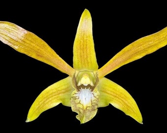 Dendrobium mirabelianum (3.5” pot)
