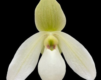 Paph. Joseito ‘#2’ x delenatii v. alba (BS, 3.5” pot)