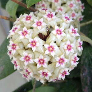 May include: A spherical cluster of Hoya flowers featuring numerous small, star-shaped blossoms. Each individual flower has five creamy white, waxy petals with a vibrant, deep pink star-shaped center, creating a dense, rounded floral arrangement.