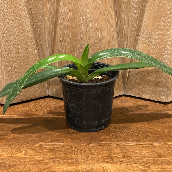 Paph. Stonei '#1 x 2008' × rothschildianum (Dazzler x Buff) (5” pot)