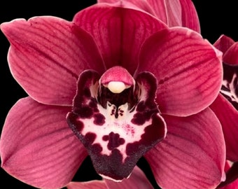 Cymbidium Cumberland Blues 'Dark Red' (3.5" pot)